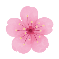 Cherry Blossom Flower